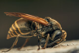 A wasp collecting wood for its diaper.