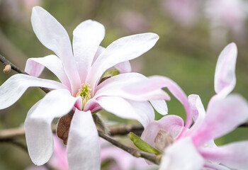 Wall Mural - Macro photo of white-pink Magnolia stellate, Siebold and Zucc, flowers of a green spring park. blurred foreground