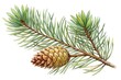Branch of a fir tree and cone for Christmas  decoration. Hand drawn pine branch watercolor and pencil drawing. Happy new year 2025. Generative ai	