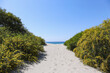 Beach entrance with footprints on the sand, mimosa bushes as a natural fence. Beautiful tropical destination with perfect weather condition. Copy space for text, background.