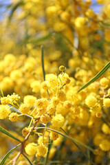 Wall Mural - Close up shot of beautiful mimosa tree blossoms. Branches full of yellow flowerings. Background, close up, copy space, crop shot.