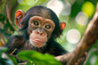 Close up portrait of a happy baby chimpanzee with a smile behind lush jungle leaves on blurred forest background