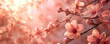 Blooming cherry sakura tree with selective focus