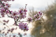 close-up pink cherry blossoms in the spring, horizontal shot