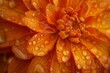 Dew-Kissed Marigold: A Macro Shot of Water Droplets on Petals