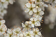 White blackthorn blossoms (Prunus spinosa)