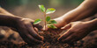 Hands Nurturing Young Plant in Soil Growth and Care Concept