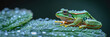 common european green frog on a dewy leaf, with empty copy space