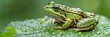 common european green frog on a dewy leaf, with empty copy space