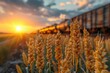 Selective focus of a freight train passing by a wheat field. Ripe ears of wheat and wagons. Wheat import and trade concept