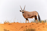 Fototapeta Sawanna - Oryx, African oryx, or gemsbok (Oryx gazella) searching for water and food in the dry red dunes of the Kgalagadi Transfrontier Park in South Africa