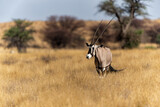 Fototapeta Zwierzęta - Oryx, African oryx, or gemsbok (Oryx gazella) searching for water and food in the dry red dunes of the Kgalagadi Transfrontier Park in South Africa
