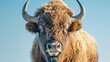 Close-up portrait of a bison with prominent horns and detailed fur against a blue sky