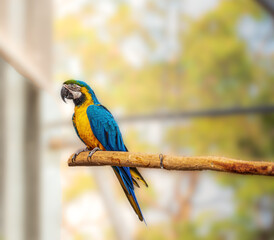 Canvas Print - Blue And Gold Macaw