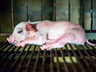 Wall Mural - Cute newborn A week-old piglet  in the pig farm with other piglets, Close-up