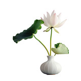 Fototapeta  - White lotus flower in white vase on transparent background, closeup view