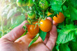Yellow small ripe tomatoes on a branch. A farmer picks a tomato with his hand. Growing vegetables in greenhouses or outdoors. Harvest.