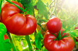 Red ripe tomatoes on a branch. Growing vegetables in greenhouses or outdoors. Harvest.