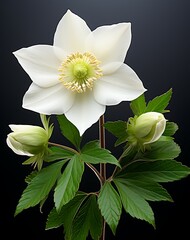 Wall Mural - Close-up of Isolated White Hellebore Bloom