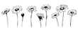 A row of black and white flowers with a white background. The flowers are drawn in a stylized way, with some of them appearing to be cut off