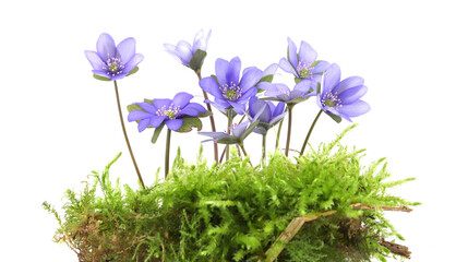 Wall Mural - First spring flowers Anemone hepatica on moss isolated on white background. Blooming of blue violet wild forest flowers liverwort.