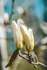 Wall Mural - Close Up of Magnolia  Flower on Tree Branch