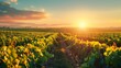 A picturesque vineyard with rows of lush grapevines stretching towards the horizon, bathed in golden sunlight under a clear summer sky, offering ample negative space for business messaging