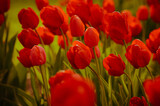 Fototapeta Kosmos - Red tulip flowers background. Beautiful flower view of red tulips in at spring or summer. Amazing spring nature or celebration concept of morning red tulip flowers in garden.