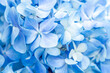 Blue flowers close up. Bouquet of purple flowers. City flower beds, a beautiful and well-groomed garden with flowering bushes.