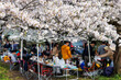 満開の桜の花の下で花見をしながら食事を楽しむ人々