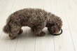 Cute Maltipoo dog eating from his bowl on floor. Lovely pet