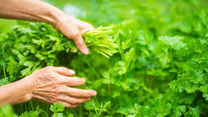 Wall Mural - Farmer's hands harvest crop of parsley in the garden. Plantation work. Autumn harvest and healthy organic food concept close up with selective focus