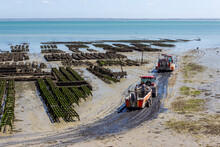 Oyster Farm, Cancale, Ille-et-Vilaine, Brittany, France