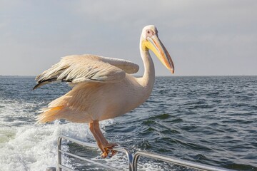 Wall Mural - Picture of a large pelican sitting on a boat railing near Walvis Bay in Namibia during the day