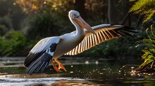 A Captivating View Of A Pelican Gracefully Soaring
