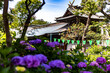 東京都　白山神社の紫陽花　
