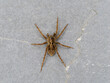 Wolf Spider Laying in Wait on Slate