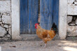 A chicken in front of a blue door in Cape Verde