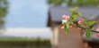 A blossoming branch of an apple tree close-up against the background of a blurred silhouette of a courtyard with a house. spring season of life out of town