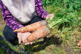Fototapeta  - Elderly woman harvesting vegetables
