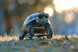 Fototapeta Mosty linowy / wiszący - turtle riding a skateboard down a grassy hill, wearing sunglasses and a backwards cap for added coolness.