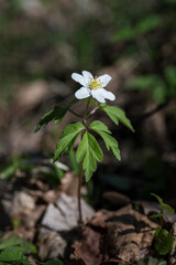 Sticker - Anemone plant with white flower alone.