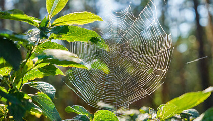 arthropods spider web made of natural material is intricately woven among leaves in a forest, creating a beautiful pattern while capturing insects for the terrestrial animal