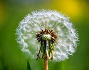 Wall Mural - Close Up of Dandelion With Blurry Background