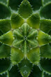 Green Plant Looking Through the Mirrored Reflections of a Kaleidoscope, CloseUp View