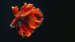 A fighting fish's dance, vibrant colors captured in motion, isolated against deep black, exuding grace