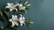 © AS Studio - branch of white lilies flowers, condolence card with copy space for text, stock photography