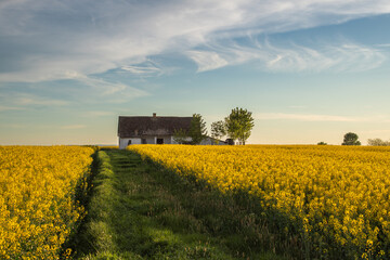 Wall Mural - Canola field with old farm house in sunset