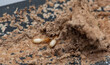 Close up of Termites Eating wood, (Termite damage house)	
