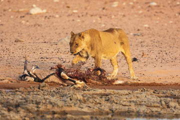 Wall Mural - lioness (panthera leo) with prey; a carcass of a gemsbok (oryx gazella), etosha national park, namib